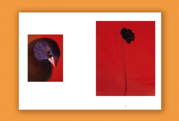 « Arcadies »  de Paul Rousteau – Image 7